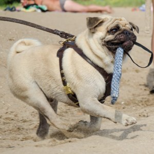 Маленькая короткая кусалка из french linen «Agility Training» для мопса